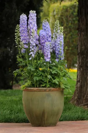 Delphinium Guardian Lavender Seeds